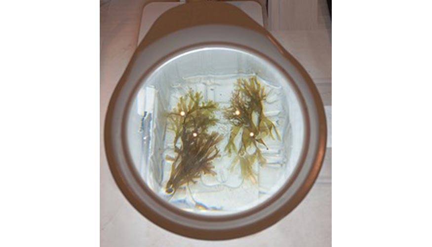 Pruebas de laboratorio destinadas a identificar los compuestos org�nicos del alga que servir�n como base para fabricar aparejos de pesca...