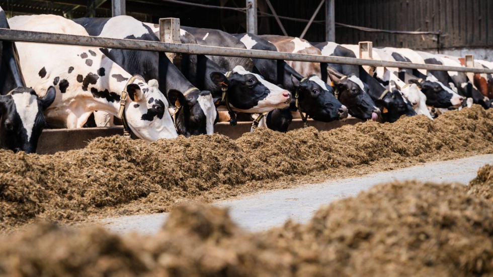 Utilizar estos coproductos como alimento l�quido y h�medo para los ganaderos proporciona el mejor rendimiento financiero y ecol�gico...