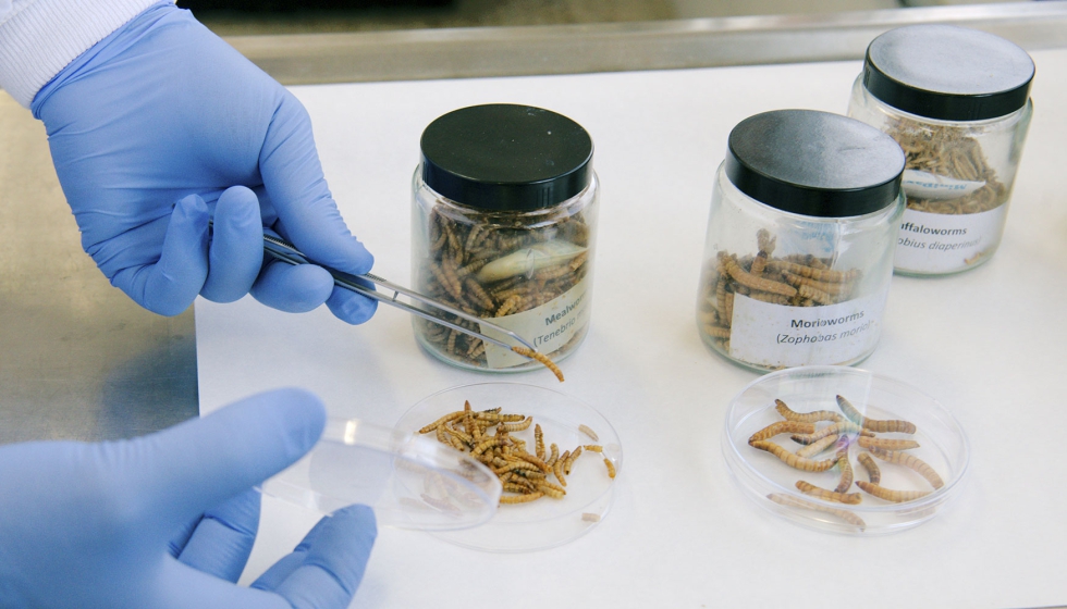Investigaci�n del Instituto de Ganader�a de Monta�a (CSIC-ULE) con los insectos