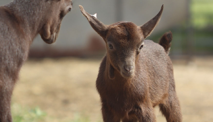 Cabritos de raza Murciano-Granadina