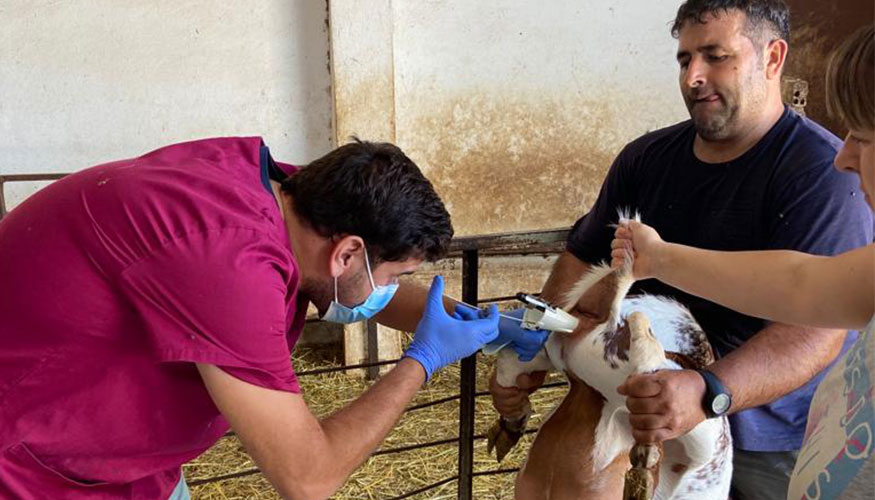 La inseminaci�n artificial es un aspecto fundamental para la mejora gen�tica de la raza Florida