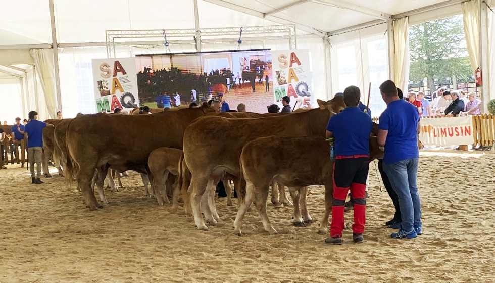 Concurso de la raza Limus�n desarrollado en la �ltima edici�n de Salamaq