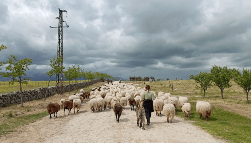 Reba�o trashumante en Extremadura