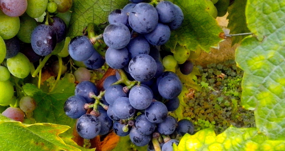 Las nuevas variedades han demostrado un comportamiento agron�mico, sanitario y enol�gico plenamente adaptado al clima y suelo de Castilla y Le�n...