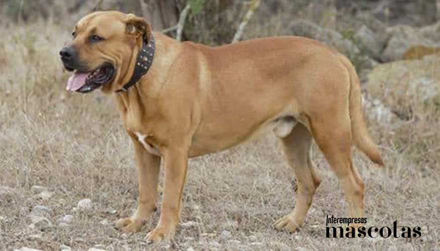 La RSCE hace un llamamiento a los criadores para actuar con urgencia y evitar el peligro de perder una parte valiosa del patrimonio gen�tico y...