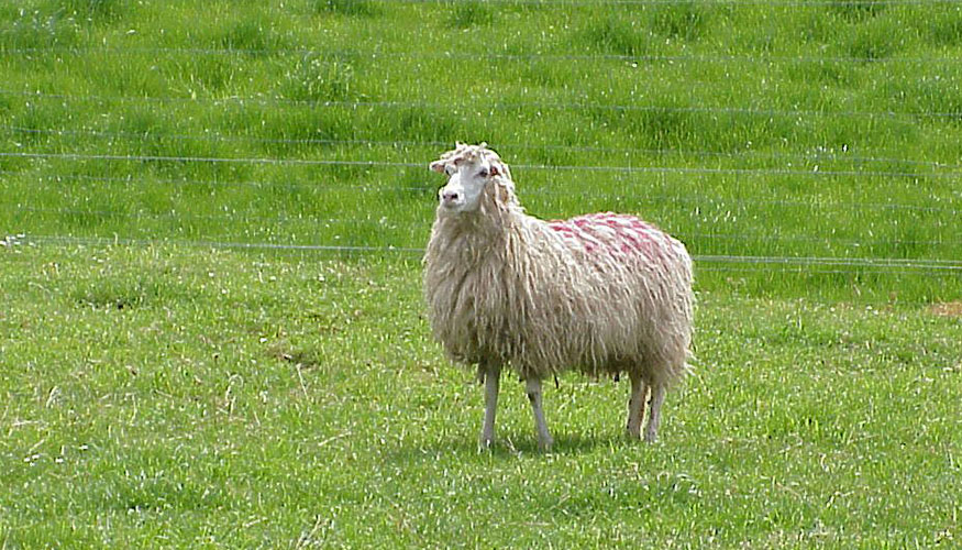 Ejemplar de la raza ovina Gallega