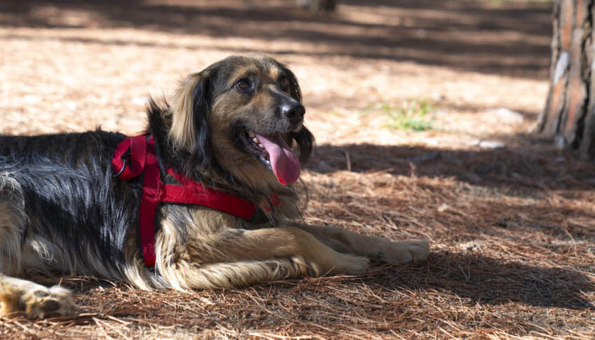 La reforma refuerza los mecanismos de recaudaci�n para garantizar la efectividad de las sanciones, que actualmente supera el 50%...