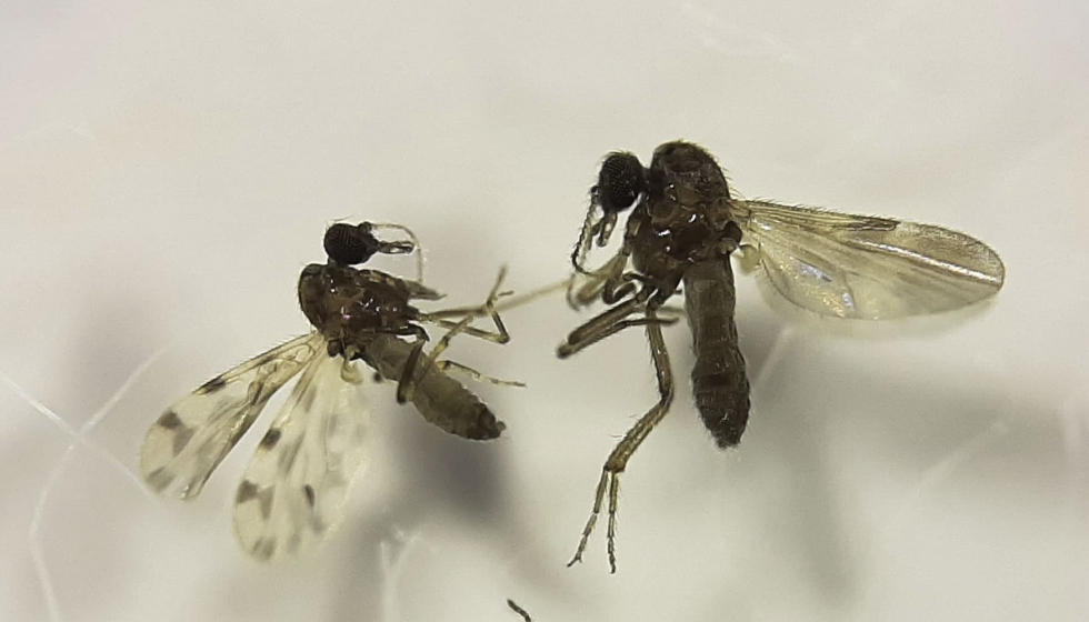 Ejemplares de �Culicoides�, principal vector del virus de la lengua azul