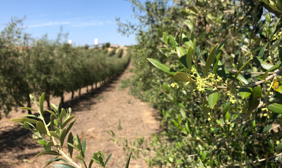 Olivar en sistema de alta densidad