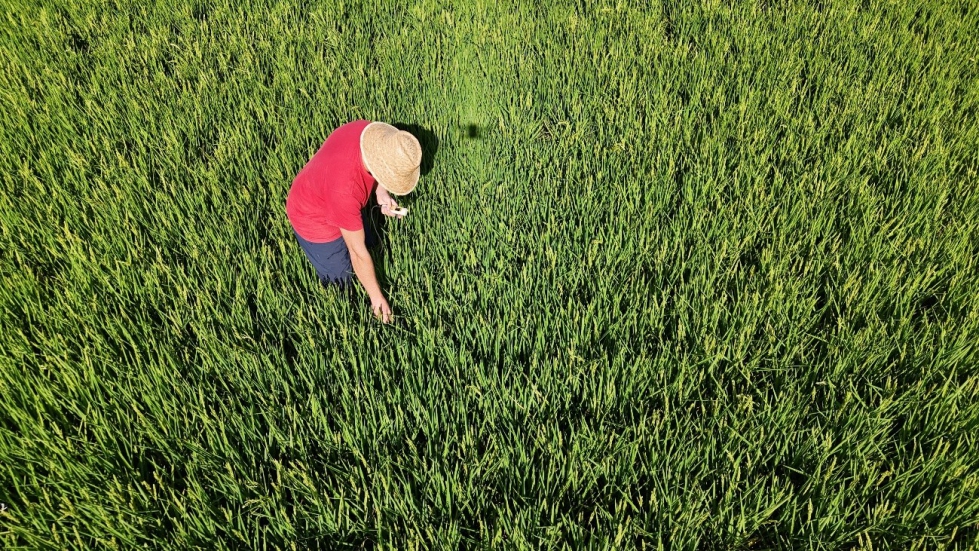 Figura 3. T�cnico del IRTA realizando un muestreo de conductividad el�ctrica del suelo en una de las parcelas vitrina