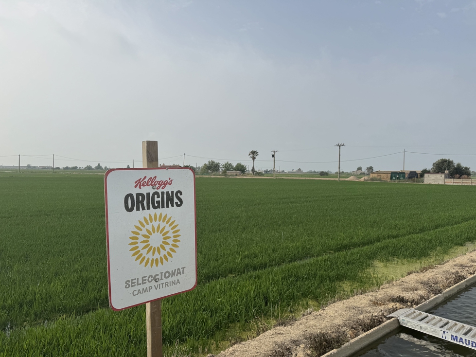 Parcela de arroz participante en el programa Origins de Kellogg�s