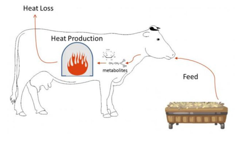 Figura 1. Esquema de la generaci�n de calor. La vaca es una caldera...