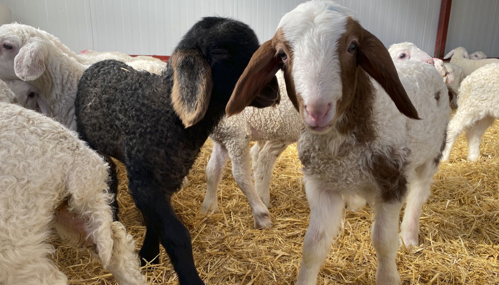 Corderos en una explotaci�n ganadera