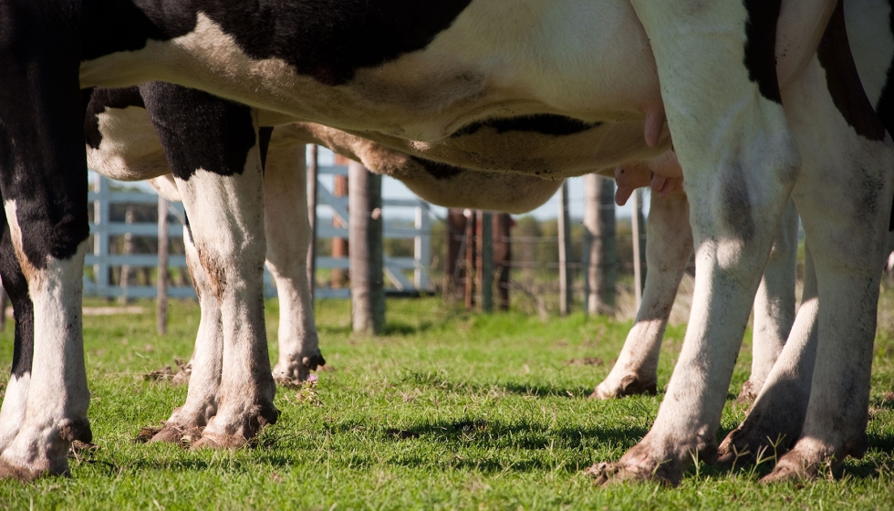 Patas de vacas lecheras