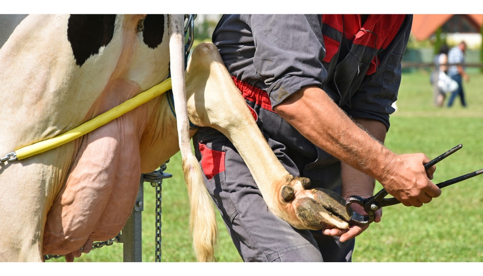 Recorte de pezu�as de una vaca lechera