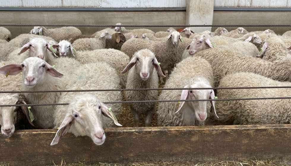 Lote de ovejas de raza Assaf