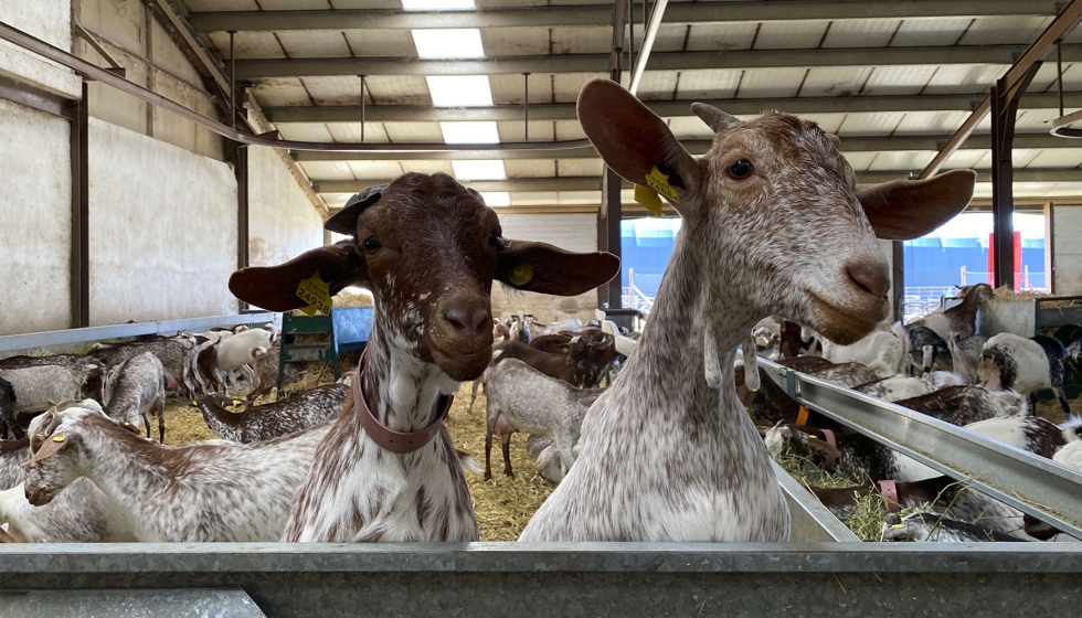 Granja de la raza caprina Florida