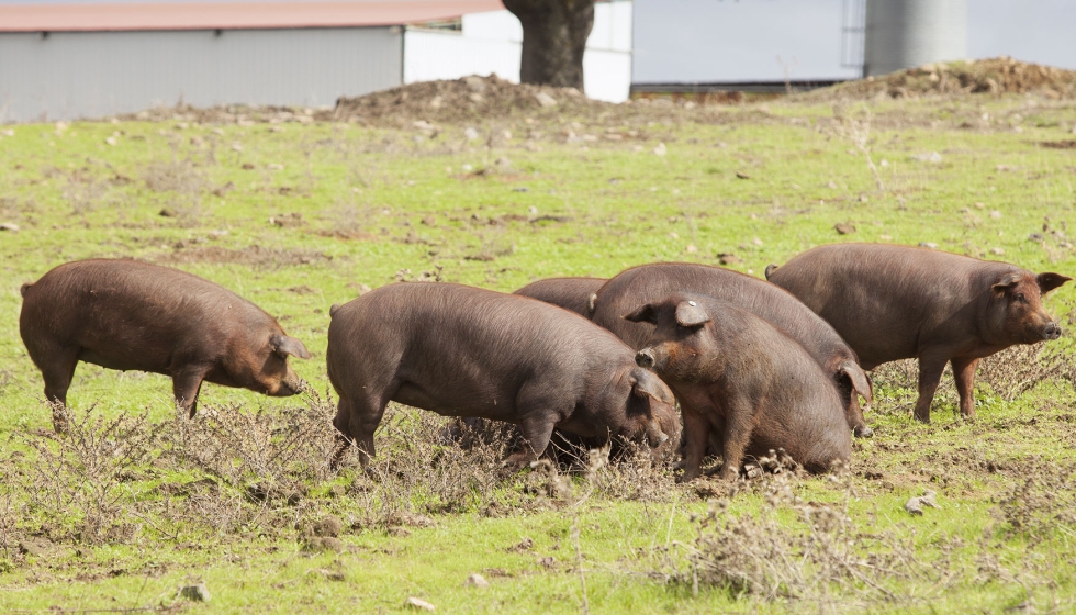 Cerdos ib�ricos en una zona de dehesa