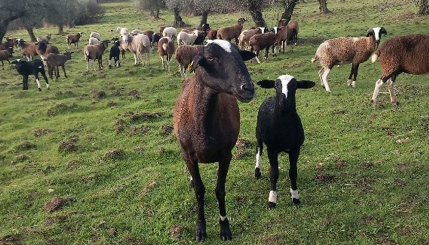 Ganader�a La Higuera, de �ngel Mart�n Rodr�guez, en la provincia de Toledo