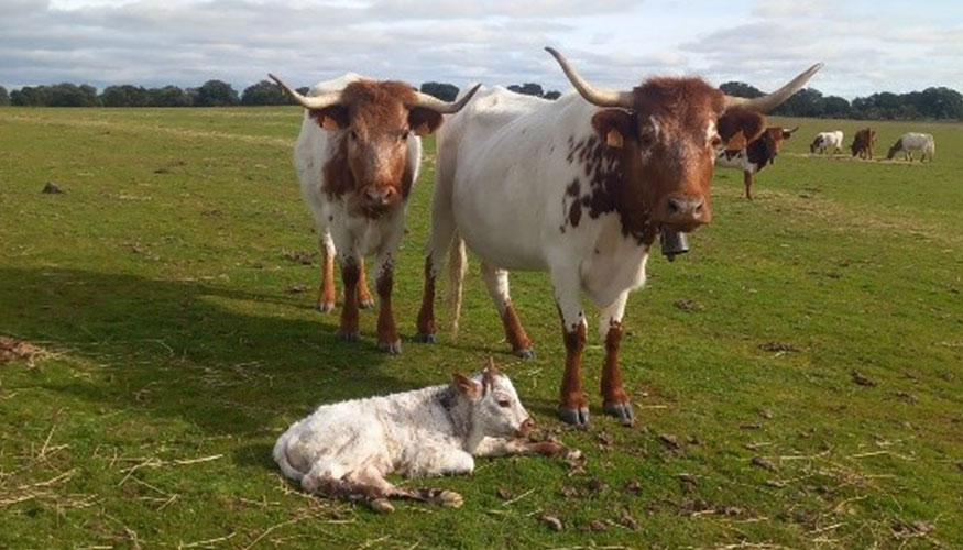 Ejemplares de vacuno de carne