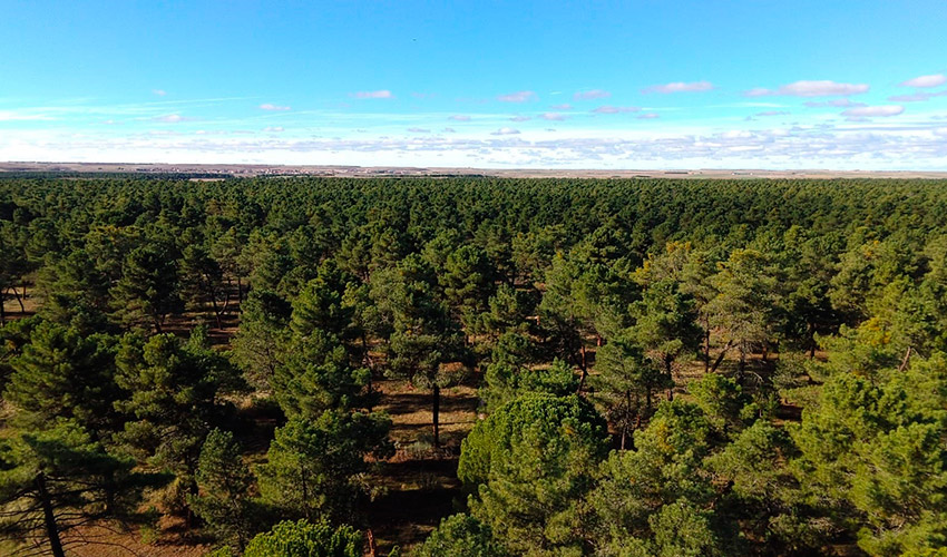 Vista de una zona reforestada en Segovia donde la iniciativa Recordarmiarbol une memoria...