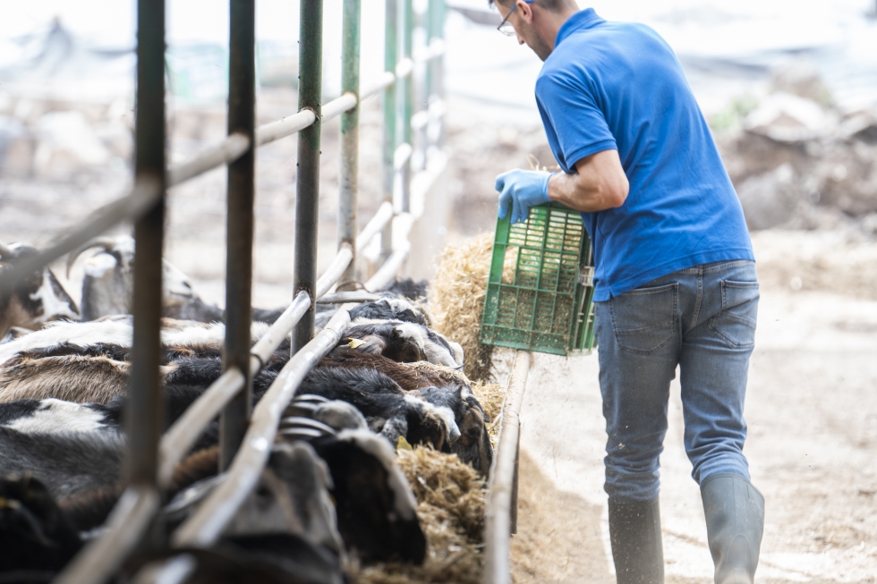 Un ganadero alimenta a los animales en una explotaci�n