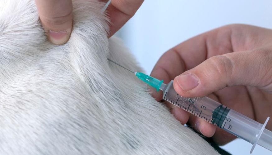 Vacunaci�n a un animal