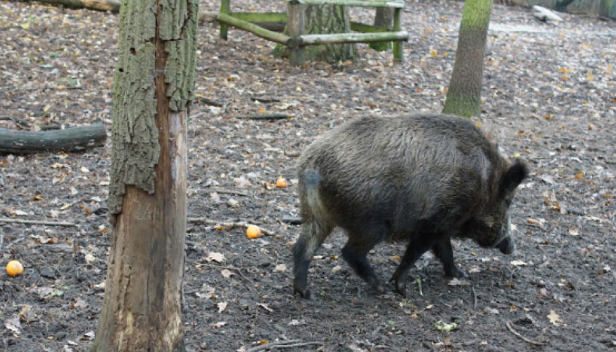 Jabal� en una zona recreativa