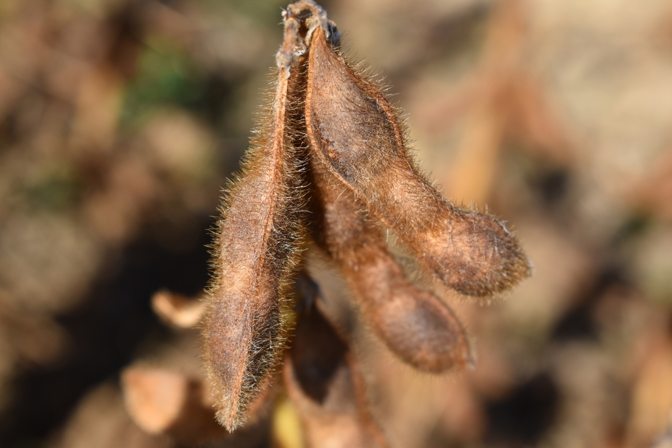 Accede al informe t�cnico del cultivo de soja en Arag�n 2025 en este enlace