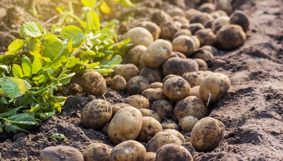 �El consumo de patata local es muy importante para la econom�a circular de las regiones, en especial para su medio rural�...