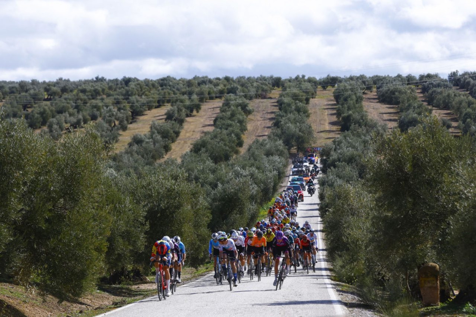 El pelot�n de la Cl�sica Ja�n Para�so Interior 2024 rueda en el Mar de Olivos. Foto: Sprint Cycling Agency