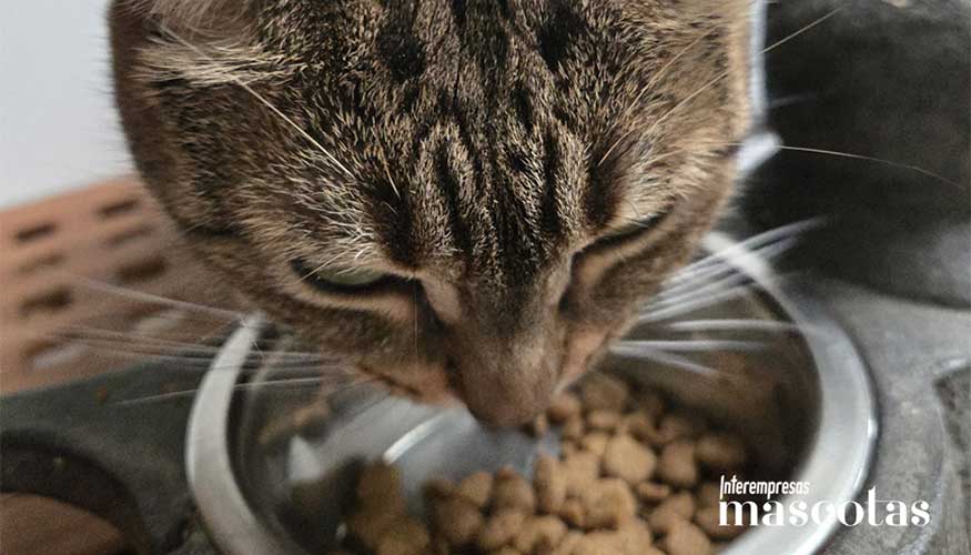 Tokyo, concentrado en su comida