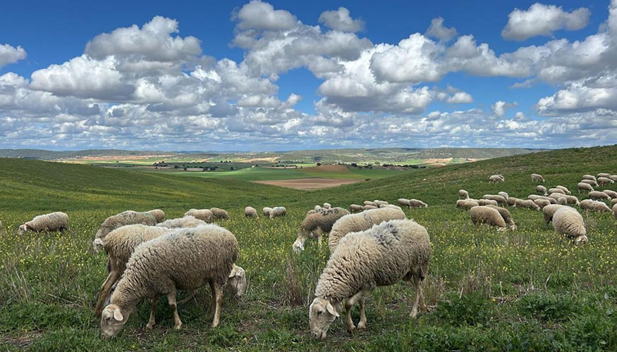Reba�o ovino en Castilla-La Mancha