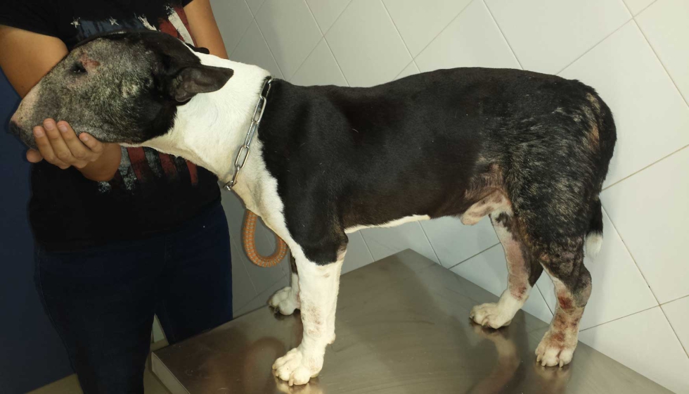 Figura 4. Hiperqueratosis y descamaci�n por deficiencia de cinc