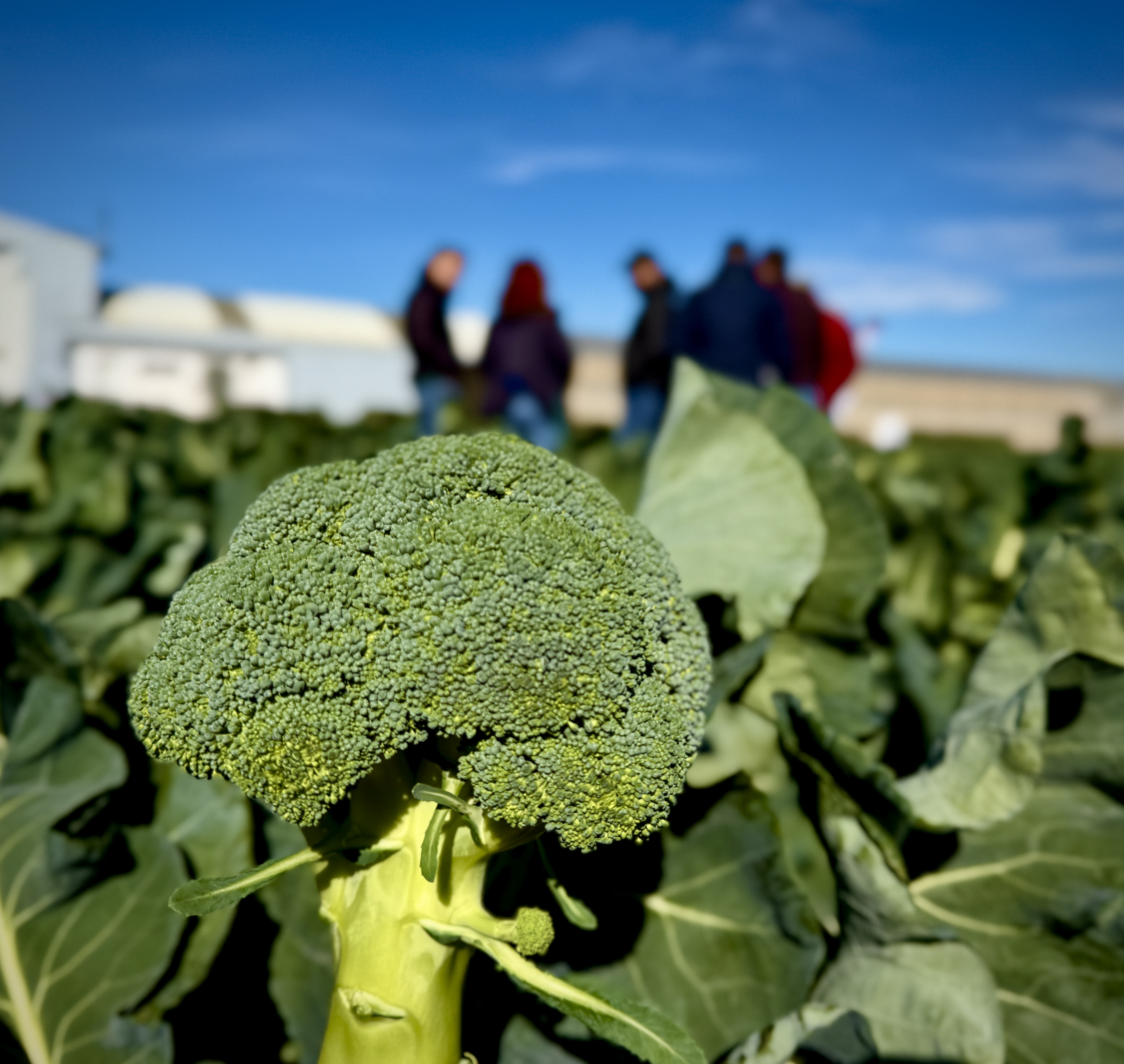 Los investigadores han realizado un ensayo de campo mediante el cultivo de br�coli durante dos campa�as agr�colas