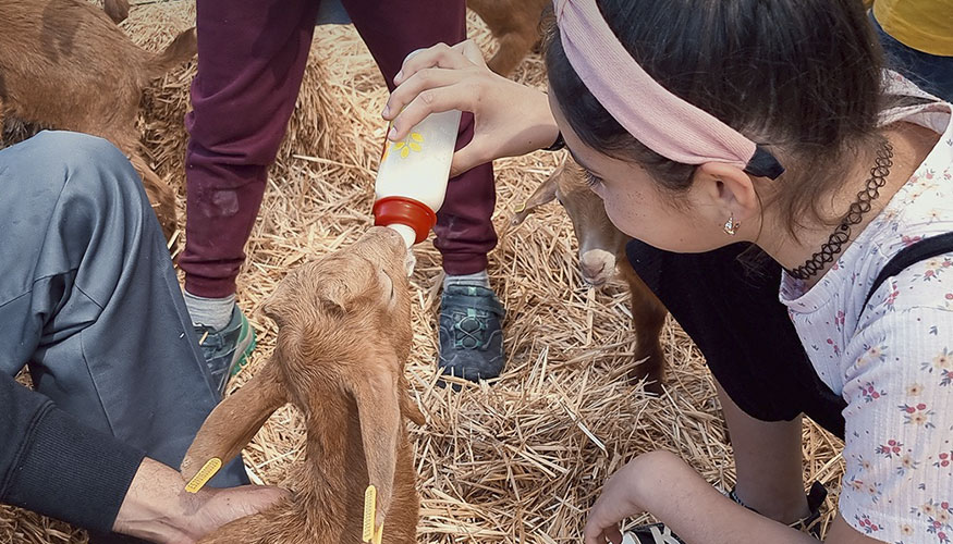 Actividad infantil con cabritos en una granja de Cabra Malague�a