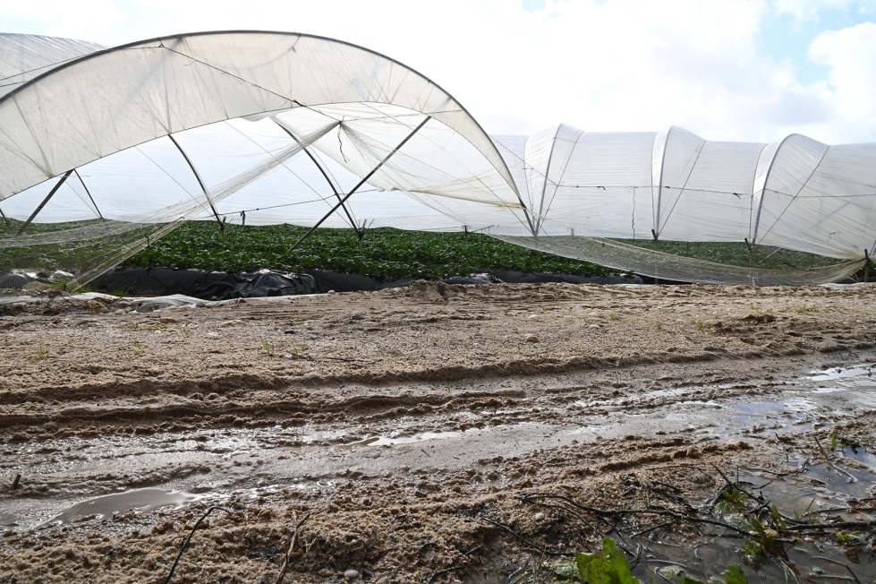 Da�os en invernaderos en Huelva
