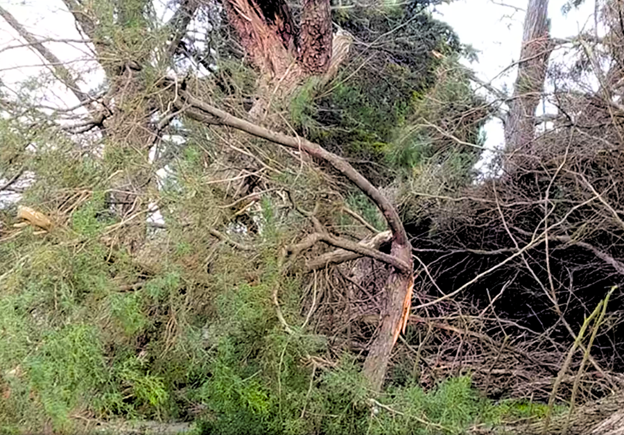 Foto: � UNAC - Uni�o da Floresta Mediterr�nica