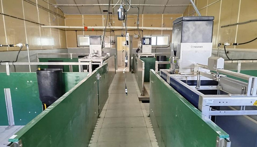 Interior de la granja porcina del Instituto Valenciano de Investigaciones Agrarias (IVIA)