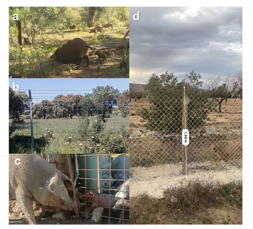 Figura 2. a) Fallos en la fijaci�n de los vallados cineg�ticos permiten que jabal�es puedan entrar en las parcelas de la explotaci�n...