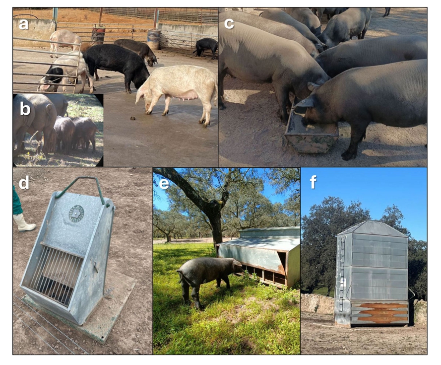 Figura 3. a) Provisi�n de pienso en el suelo (cemento). Los restos facilitan la interacci�n con aves o, incluso, b) pueden atraer jabal�es...