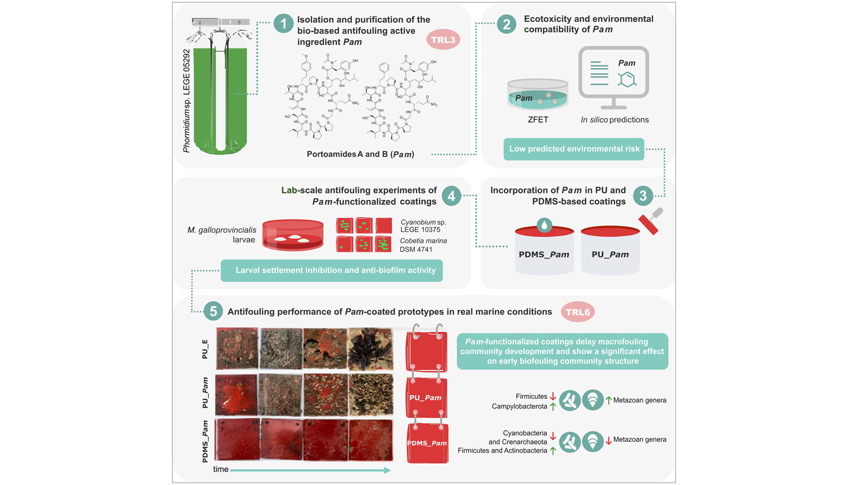 Esquema del desarrollo de un nuevo recubrimiento antifouling basado en p�ptidos naturales de cianobacterias...