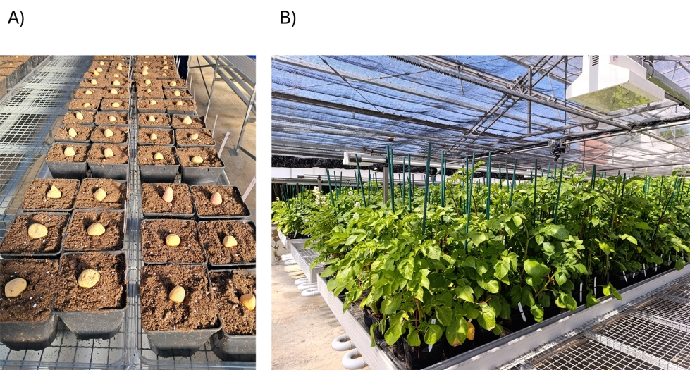 Figura 2. Invernadero donde se realiz� el ensayo. A) Siembra del ensayo. B) D�a 60 tras la plantaci�n