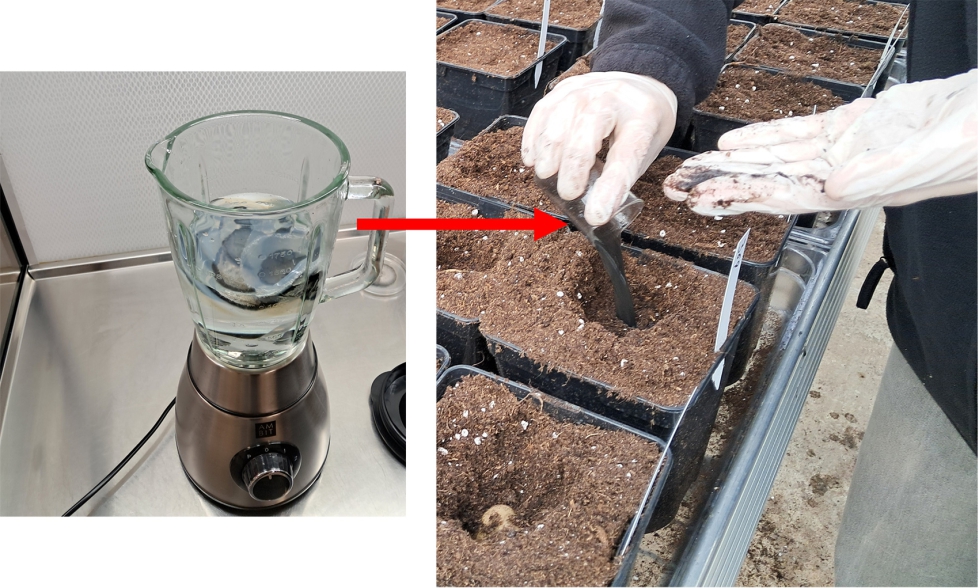 Figura 3. Inoculaci�n por vertido directo de la suspensi�n preparada