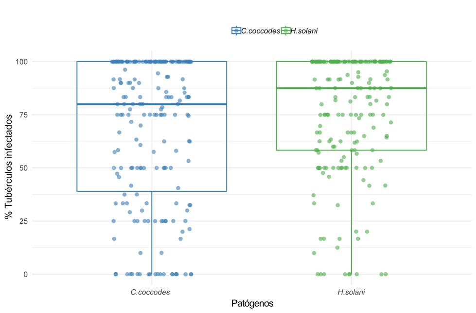 Figura 5. Boxplot que muestra la distribuci�n del porcentaje (%) de tub�rculos infectados para todas las variedades evaluadas frente a C...