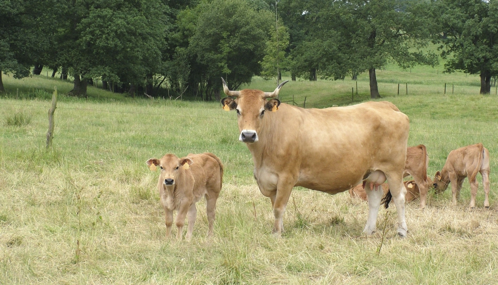 Ejemplares de la raza Asturiana de los Valles