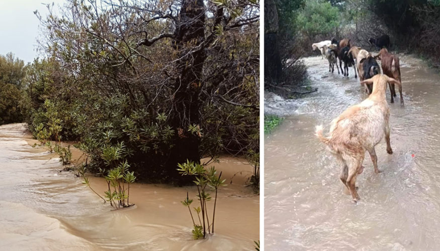 Da�os por el temporal en la ganader�a de la asociaci�n de Cabra Payoya en la localidad gaditana de Fascinas