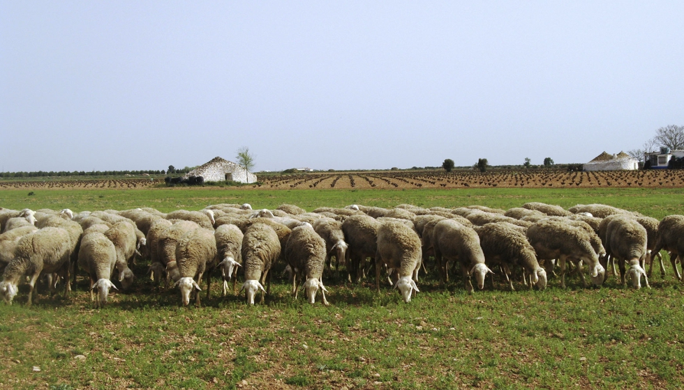 Foto de Castilla-La Mancha convoca ayudas para fomentar las razas aut�ctonas espa�olas