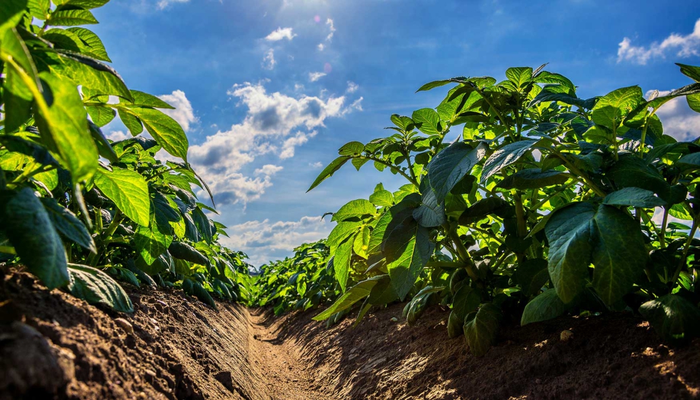 Pa�ses Bajos, Francia, B�lgica y Alemania aumentaron de forma conjunta la superficie de patata alrededor del 7% en 2025 respecto al a�o anterior...