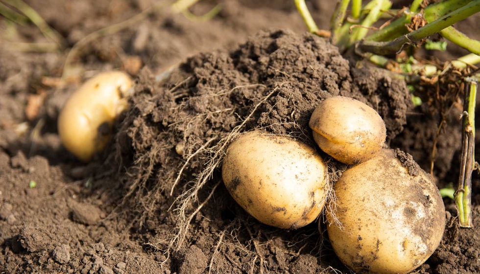 La industria transformadora ha buscado asegurar suministro mediante contratos a largo plazo...